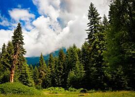 Scenic view of green mountains background with various georgian flora in foreground. photo