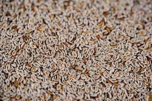 Psyllium seeds and psyllium husks on olive wood photo