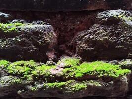 Background photo of a stone wall and moss on it
