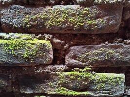 Background photo of a stone wall and moss on it