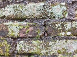 Background photo of a stone wall and moss on it