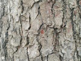 Cracks in old tree trunks. Photo Formats