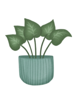 planta en la maceta png