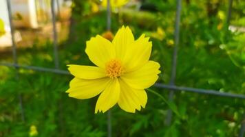 photo of bright yellow cosmos flowers, cosmos flowers have an optimistic meaning and a sense of enthusiasm