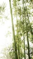 Sunlight Shining Through Bamboo Tree, vertical video