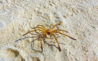 Large tropical spider on white sand on Maldives. photo