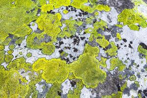 Stone rock texture pattern with green moss and lichen Norway. photo