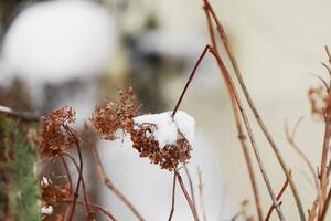 Dry broken plant with hanging head covered with snow in bright garden during winter time photo