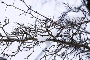 manzana árbol ramas siluetas en contra blanco invierno cielo con mucho de nieve en estos árbol ramas foto