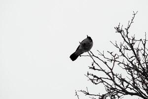 Stark black branches against pristine winter white sky, with a majestic crow perched, creating an enchanting scene of nature's beauty photo