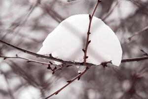 Big snow piece on stuck on thin tree branch on bokeh winter garden background photo