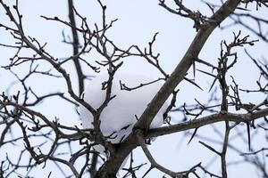 Apple tree branches against white winter sky with a huge snowdrift on the crossing of thicker branch bottom up photo