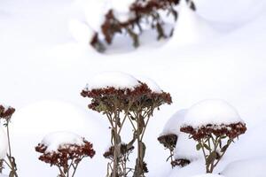 seco plantas cubierto con nieve tapas en mullido invierno nieve antecedentes foto