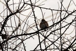 Tree blanches against a white winter sky with a sparrow sitting on one branch in sepia tone photo