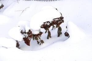 Dry plants covered with snow caps on fluffy winter snow background photo