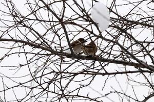 Tree blanches against a white winter sky with hanging snow piece and two sparrows sitting on branch bottom up view photo