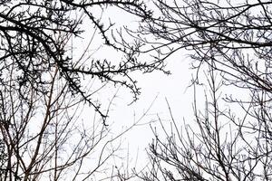 Leafless black branches silhouettes framing the white winter sky from all sides photo