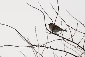 Tree blanches against a white winter sky with a sparrow sitting on one branch side view photo