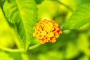 Orange Red small tropical lantana flower blossoms plant bush Mexico. photo