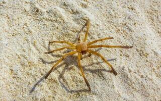 Large tropical spider on white sand on Maldives. photo
