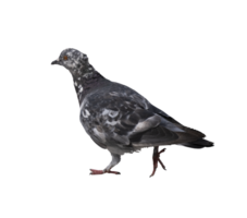 lateral view of common pigeon walking, on a transparent background png
