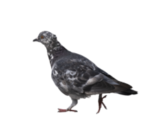 lateral view of common pigeon walking, on a transparent background png