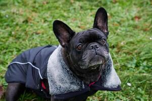 french bulldog wearing a winter jacket photo