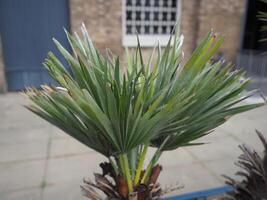 potted palm tree scient. class. areaceae photo