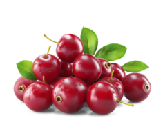 AI generated Ripe Cranberries with Cranberry leaves on the floor, Healthy organic berry natural ingredients concept, AI generated, PNG transparency with shadow