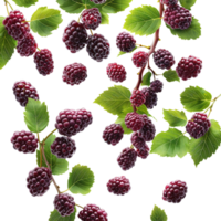 AI generated Ripe Mulberries falling in air with Mulberry leaves, Healthy organic berry natural ingredients concept, AI generated, PNG transparency with shadow