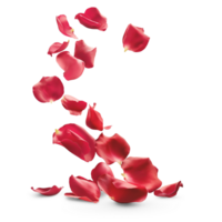 ai genererad flygande virvla röd reste sig kronblad i de luft, skön blomma i natur begrepp, ai genererad, png transparent med skugga