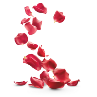 AI generated Flying whirl Red Rose Petals in the air, Beautiful flower in nature concept, AI generated, PNG transparent with shadow