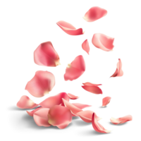 AI generated Petals Rose falling in the air, Beautiful flower in nature concept, AI generated, PNG transparent with shadow