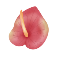 flor de anturio rojo png