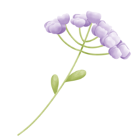 Purper zoet bloem png