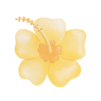 amarillo flor playa png