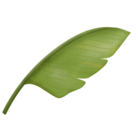 Grün Blatt Banane png