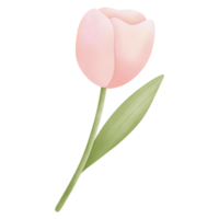 cariño rosado tulipán png
