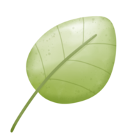 groen blaadje natuurlijk png