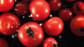 Frais tomates avec gouttes de l'eau mouche en haut et tomber bas. sur une noir Contexte. Haut voir. filmé est lent mouvement 1000 ips. video