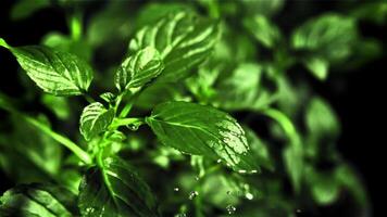 Drop of water fall on mint leaf. Filmed is slow motion 1000 fps. High quality FullHD footage video