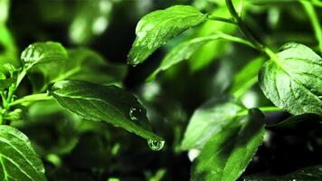 soltar de agua caídas desde un verde menta hoja. filmado es lento movimiento 1000 fps. alto calidad full HD imágenes video