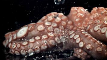 druppels van water vallen Aan een vers Octopus. gefilmd Aan een hoge snelheid camera Bij 1000 fps. hoog kwaliteit full HD beeldmateriaal video