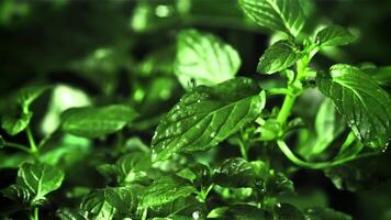 Drop of water fall on mint leaf. Filmed is slow motion 1000 fps. High quality FullHD footage video