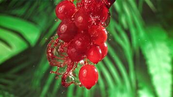 Red wine runs down a branch of a grape. Filmed on a high-speed camera at 1000 fps. High quality FullHD footage video