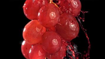 Red wine runs down a branch of a grape. Filmed on a high-speed camera at 1000 fps. High quality FullHD footage video