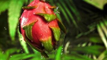 Drops of water fall on a tropical dragon fruit. Filmed on a high-speed camera at 1000 fps. High quality FullHD footage video