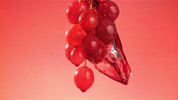 Red wine runs down a branch of a grape. Filmed on a high-speed camera at 1000 fps. High quality FullHD footage video