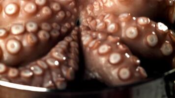 A fresh octopus falls into the water with splashes. Filmed on a high-speed camera at 1000 fps. High quality FullHD footage video