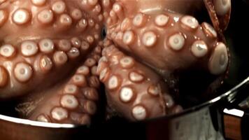 A fresh octopus falls into the water with splashes. Filmed on a high-speed camera at 1000 fps. High quality FullHD footage video